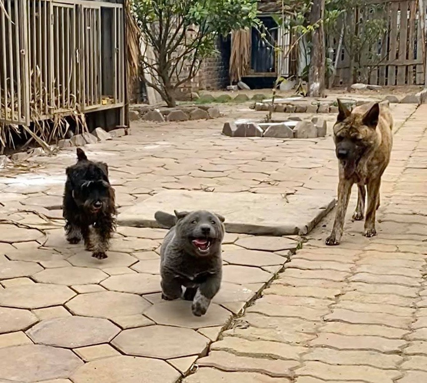 Chú chó nổi tiếng này đã nhanh chóng trở thành hiện tượng mạng, được dân mạng chế nhiều meme ngộ nghĩnh, đáng yêu.