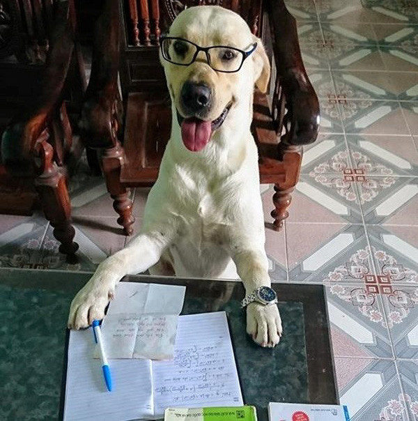 Củ Cải được rất nhiều người yêu mến, hâm mộ vì sự thông minh, hóm hỉnh của mình và những video clip vui nhộn.