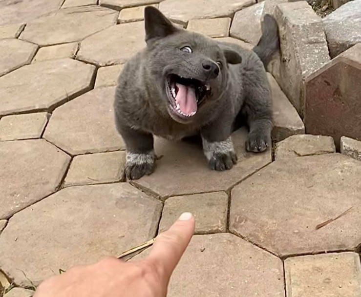 Trong năm qua, loạt hình ảnh về chú chó Dúi với gương mặt "thích cà khịa" đã chiếm spotlight khắp các diễn đàn.