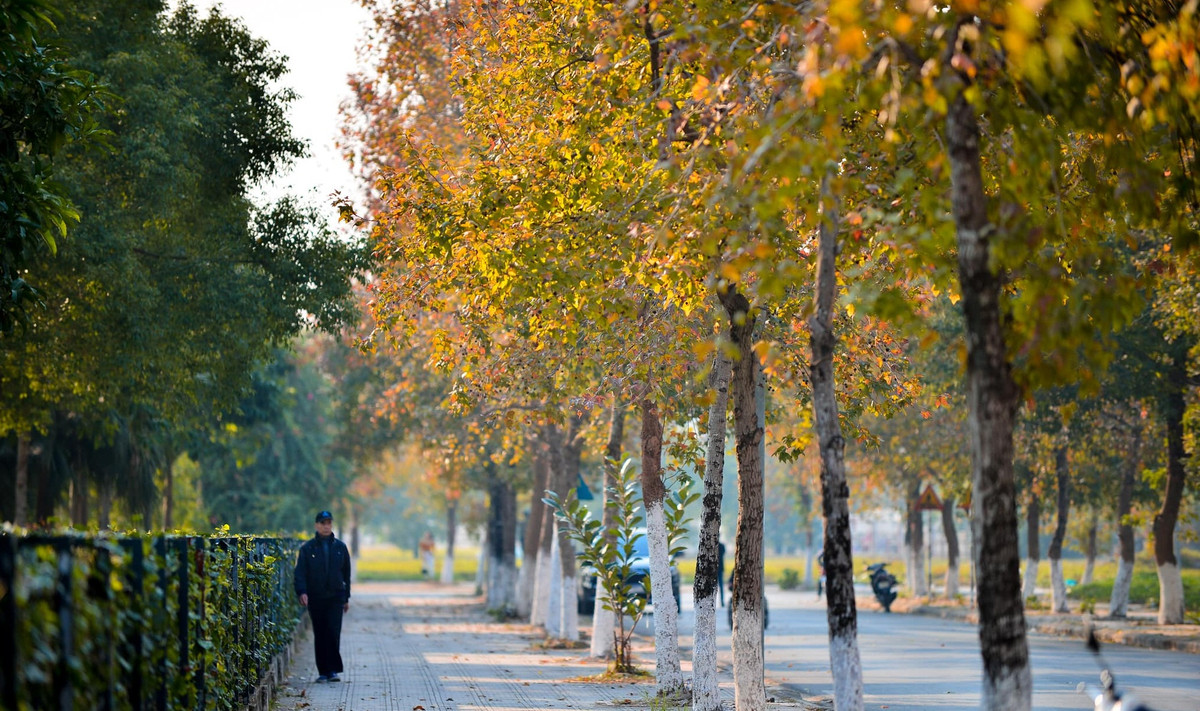 Nhắc tới hàng cây phong lá đỏ, hẳn nhiều người sẽ nghĩ ngay tới xứ sở Hàn Quốc. Tuy nhiên, ít người biết có một hàng cây phong đang nở rộ đổi màu sang lá đỏ đẹp lãng mạn ở giữa lòng Hà Nội.
