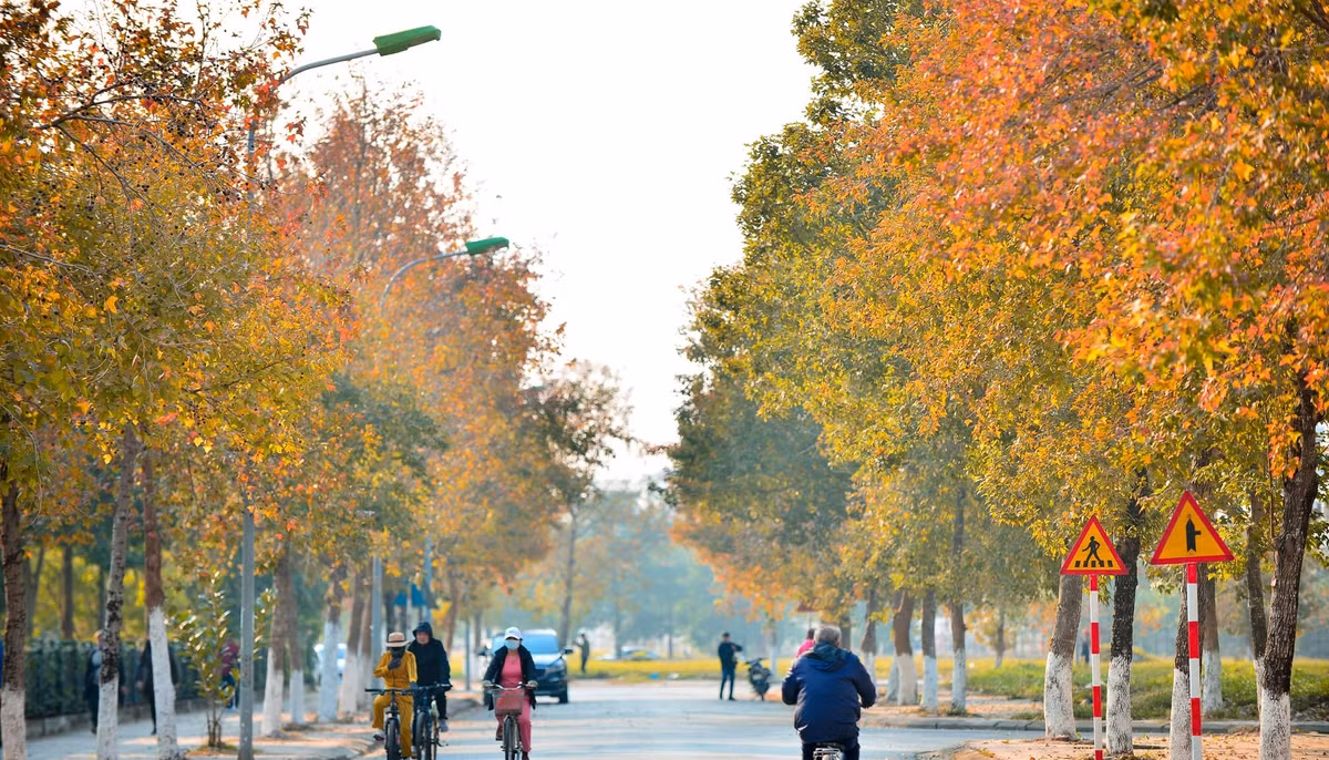 Thời điểm này, hàng cây phong tại đây đang đổi màu lá sang vàng cam tuyệt đẹp. Nơi đây nhanh chóng trở thành địa điểm check-in mới của các bạn trẻ Hà thành vào dịp cuối tuần.