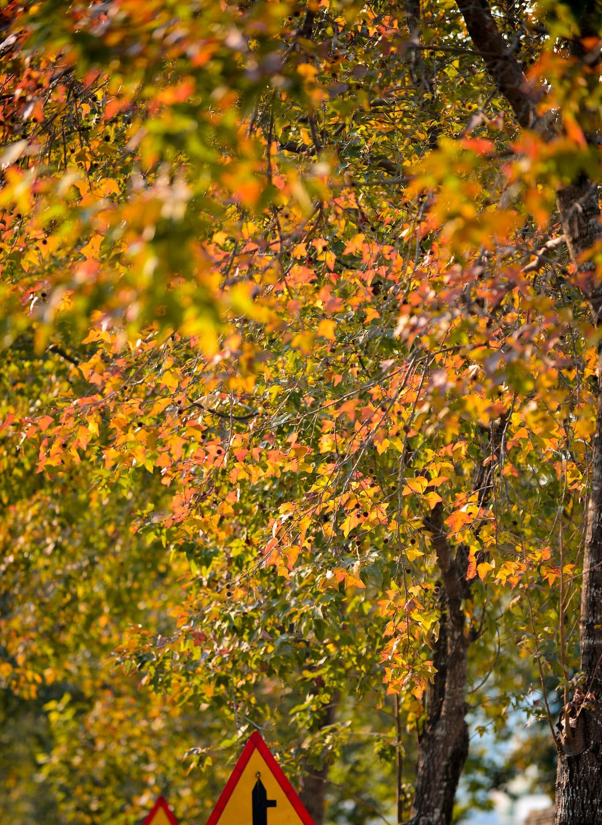 Đây là hàng cây khoảng 100 gốc tại xung quanh khu vực Đại sứ quán Hàn Quốc, khu Ngoại giao đoàn (Bắc Từ Liêm, Hà Nội).