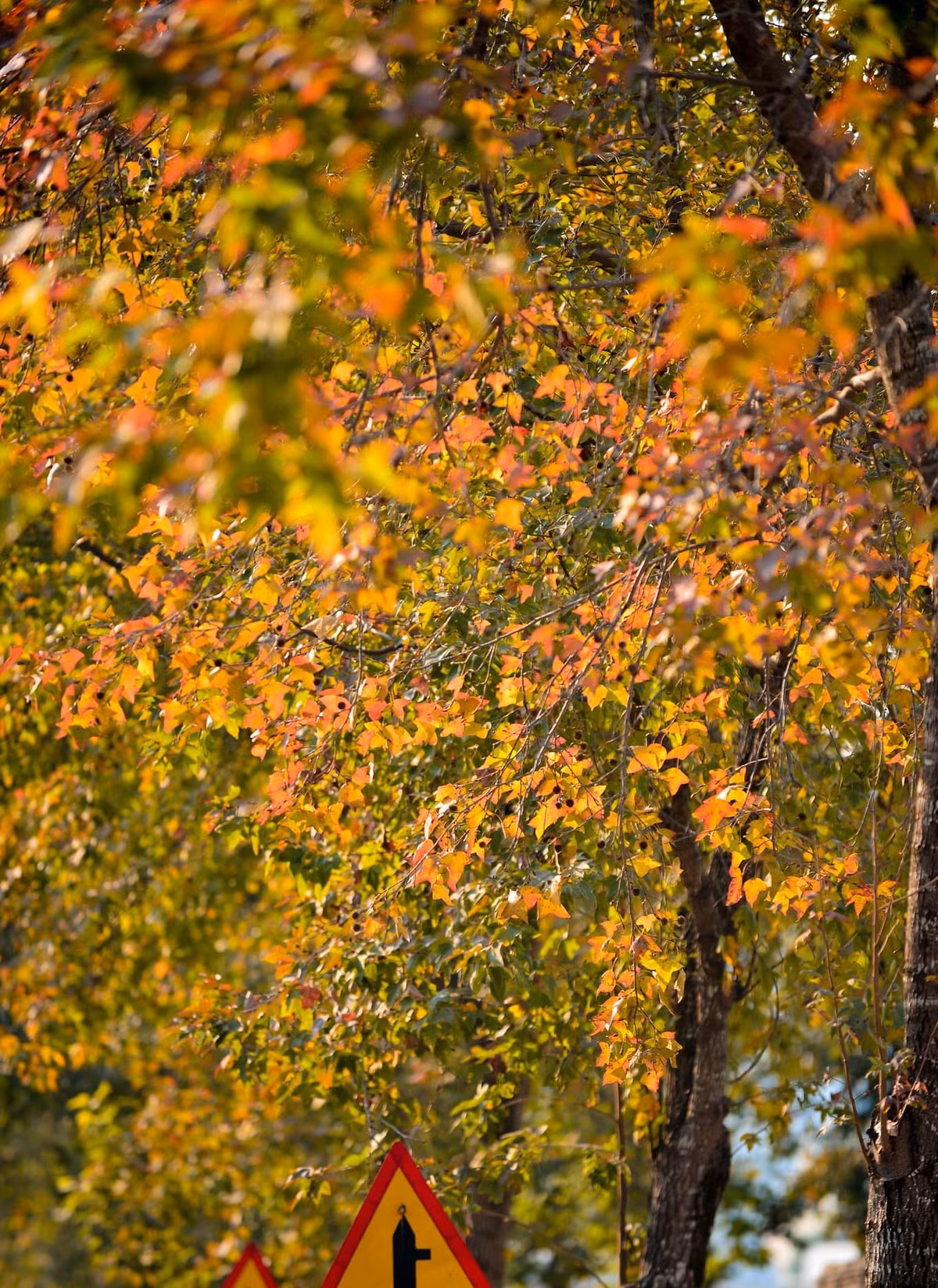 Đây là hàng cây khoảng 100 gốc tại xung quanh khu vực Đại sứ quán Hàn Quốc, khu Ngoại giao đoàn (Bắc Từ Liêm, Hà Nội).