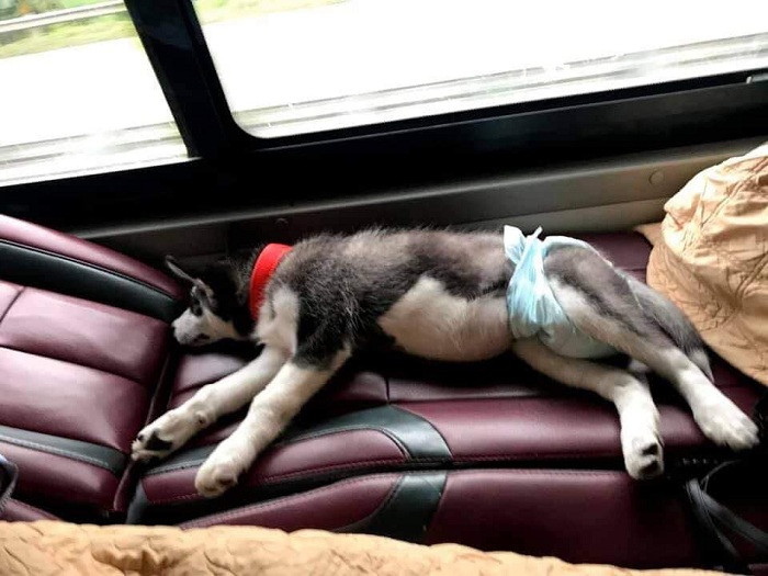 Dáng vẻ các boss trong hành trang về quê cùng sen được dân tình chia sẻ rầm rộ trên mạng xã hội vào những ngày cận Tết.