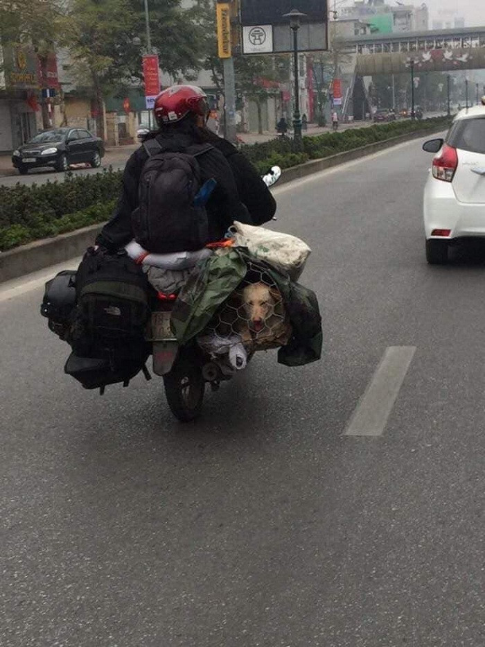 Hành lý chật kín yên trước yên sau nhưng vẫn có riêng chỗ ngồi dành cho boss.