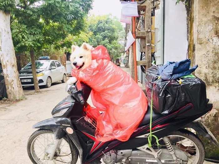 Sen còn cẩn thận choàng cả áo mưa cho boss để đi về cho yên tâm.
