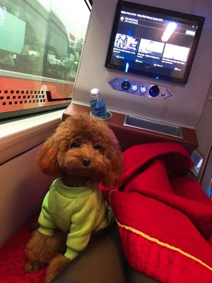 Đưa boss về quê ăn Tết là cả một quá trình tính toán khó nhằng, kể cả sen di chuyển bằng xe máy, xe khách hay máy bay, nhưng để lại thành phố một mình thì lại chẳng đành.