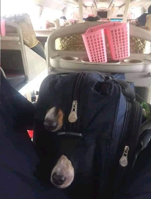 Có sen thì bắt boss ngồi im trong giỏ, cấm ngo ngoe động đậy. Sen nào nhà xa thì xe khách là lựa chọn an toàn nhất.