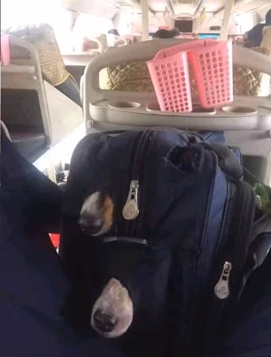 Có sen thì bắt boss ngồi im trong giỏ, cấm ngo ngoe động đậy. Sen nào nhà xa thì xe khách là lựa chọn an toàn nhất.