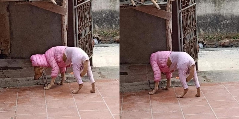 Thời tiết miền Bắc rét đậm những ngày này đã khiến nhiều người tìm cách chống rét. Không chỉ có con người mà ngay cả những loài động vật được nuôi trong gia đình cũng được gia chủ vô cùng chú ý, được mặc thêm quần áo để giữ ấm cơ thể.