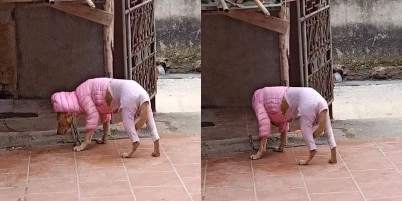 Thời tiết miền Bắc rét đậm những ngày này đã khiến nhiều người tìm cách chống rét. Không chỉ có con người mà ngay cả những loài động vật được nuôi trong gia đình cũng được gia chủ vô cùng chú ý, được mặc thêm quần áo để giữ ấm cơ thể.