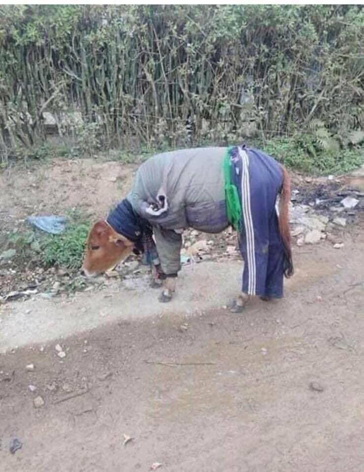 Hầu hết, để giữ ấm cho động vật chủ nhân của nó thường sử dụng những món đồ quần áo cũ hay các loại khăn, chăn đã cũ.