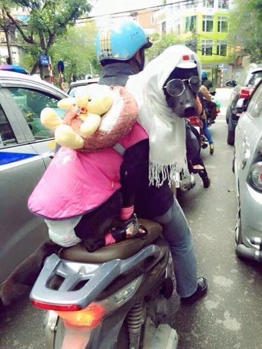 Chú chó được chủ trang bị cho đầy đủ từ áo ấm, khăn quàng cổ, mũ bảo hiểm, kính râm và còn mặc cả tã khi ra ngoài.