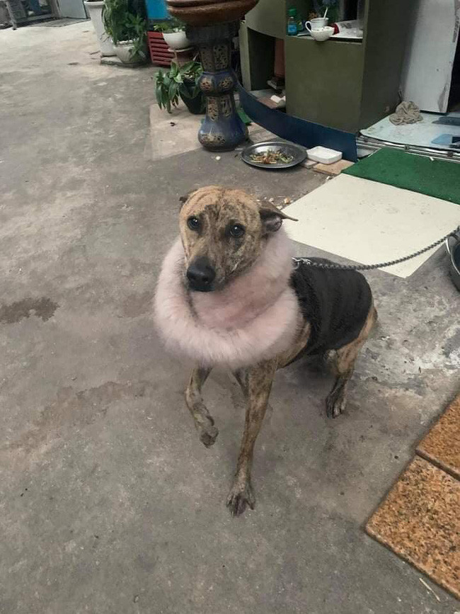 Thời tiết vẫn chưa hề có dấu hiệu ấm lên vì vậy mà việc giữ ấm cho động vật hiện tại vẫn là điều vô cùng cần thiết. Ảnh: Tổng hợp Facebook