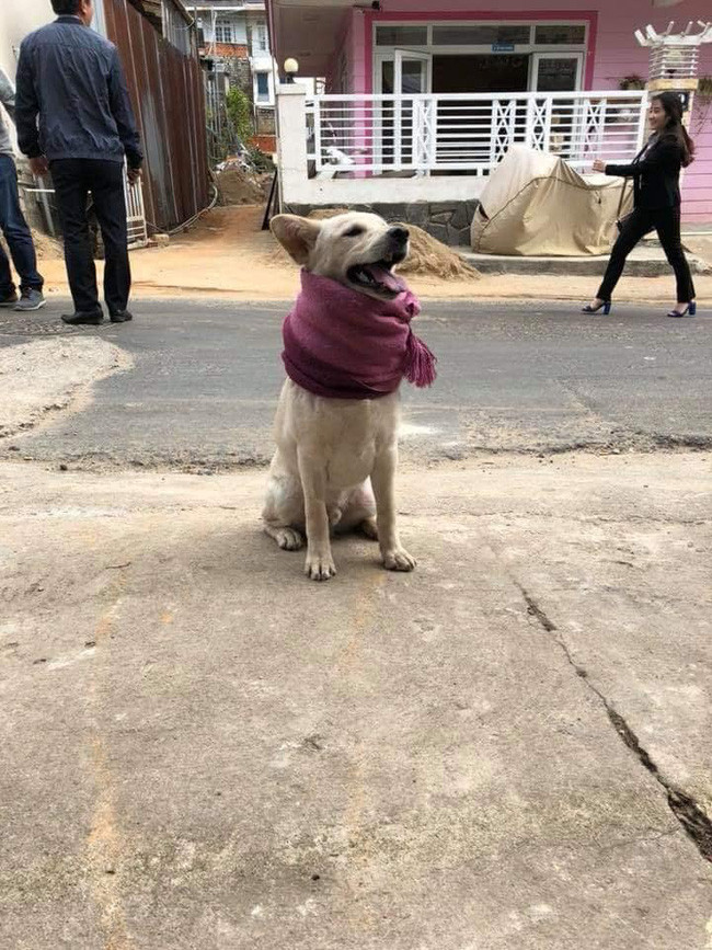 Có vẻ boss rất thích phong cách "chiếc khăn gió ấm" này.