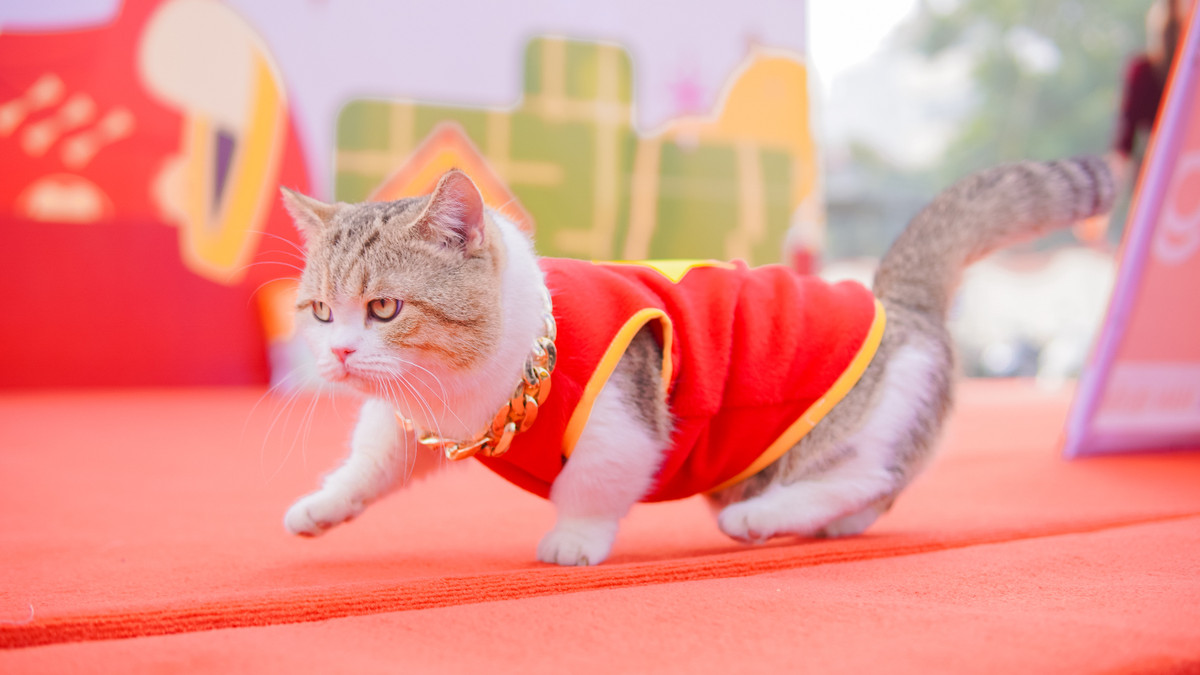 Các bé được chủ nhân “đầu tư” từ trang phục tới phụ kiện phong cách “rich kid”.