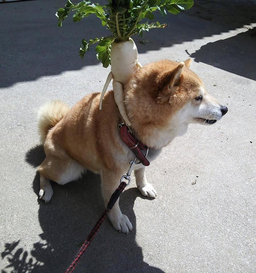 Củ cải kỳ lạ này đã "gây bão" trên mạng xã hội bởi tạo hình đặc biệt của nó.