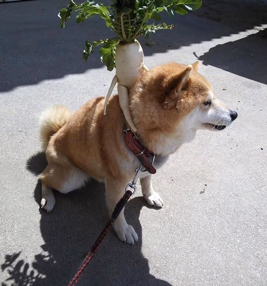 Củ cải kỳ lạ này đã "gây bão" trên mạng xã hội bởi tạo hình đặc biệt của nó.