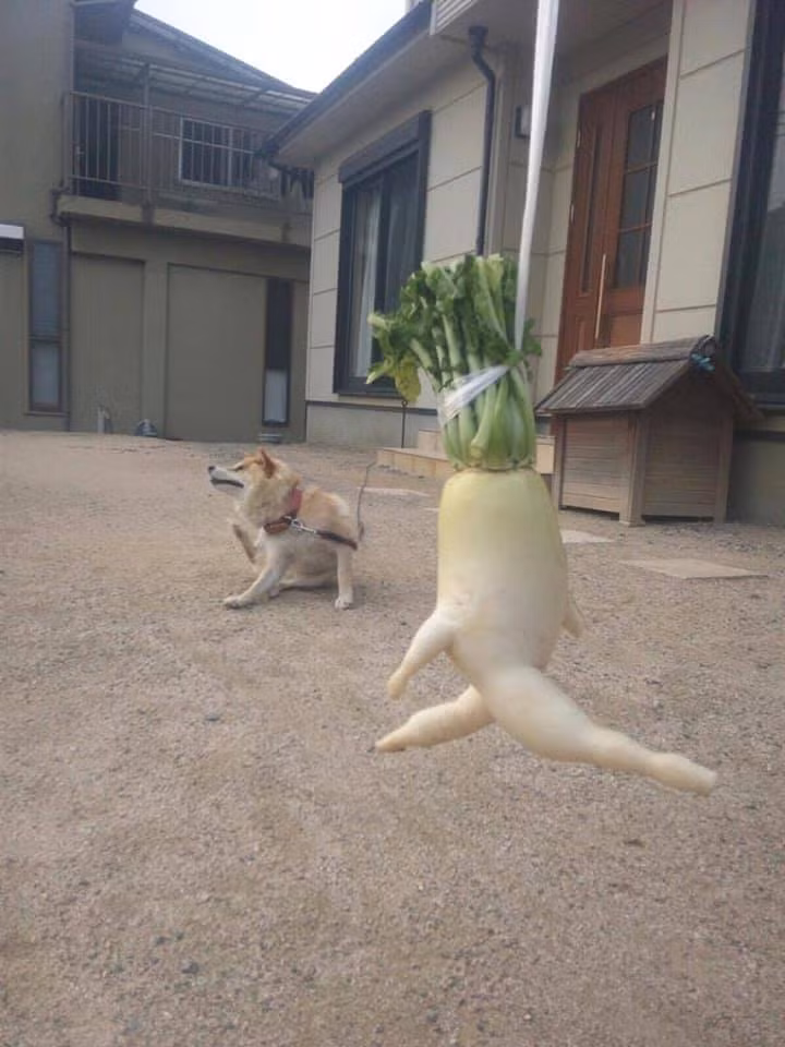 Những hình ảnh củ cải trắng chạy bộ nhanh chóng thu hút sự chú ý của đông đảo cư dân mạng. Đa số đều tỏ ra ngạc nhiên với dáng hình vô cùng lạ lẫm mà cũng độc đáo, hài hước của củ cải.