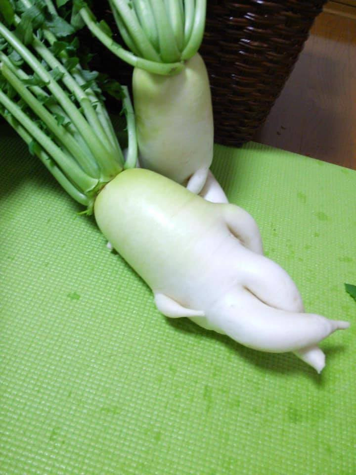 Một củ cải có hình dáng khác lạ khác trong trang trại của anh chàng người Nhật này.