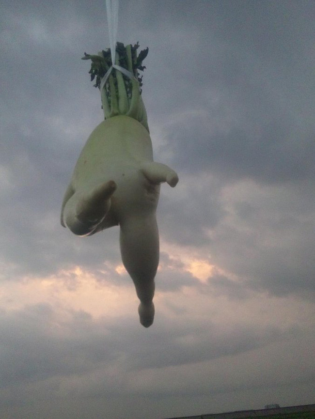 Không chỉ vậy, nhiều chương trình truyền hình còn tìm đến nông trại ở Hyogo để làm chương trình về củ cải đặc biệt này. Ảnh: Tổng hợp