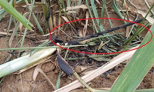 Đường dây điện 35kv bị đứt rơi xuống bãi mía.