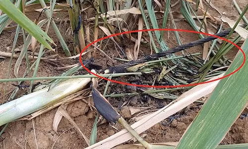 Đường dây điện 35kv bị đứt rơi xuống bãi mía.