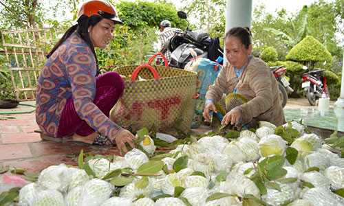 Giá ổi lê Đài Loan xuống thấp kỷ lục khiến nông dân trồng gặp khó khăn.