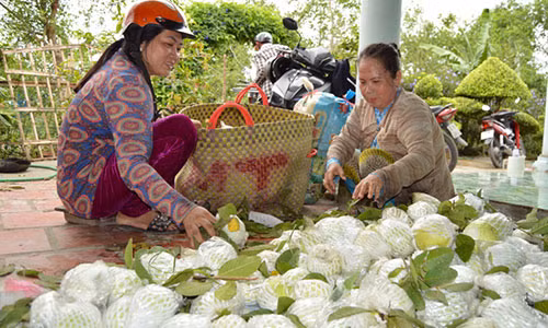 Giá ổi lê Đài Loan xuống thấp kỷ lục khiến nông dân trồng gặp khó khăn.