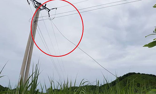 Một dây điện 35kv bị đứt rơi xuống bãi mía.