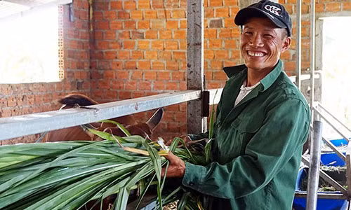 Anh Nguyễn Văn Thụ, một trong năm người bị oan, sẽ tiếp tục công việc cắt cỏ nuôi bò của mình.