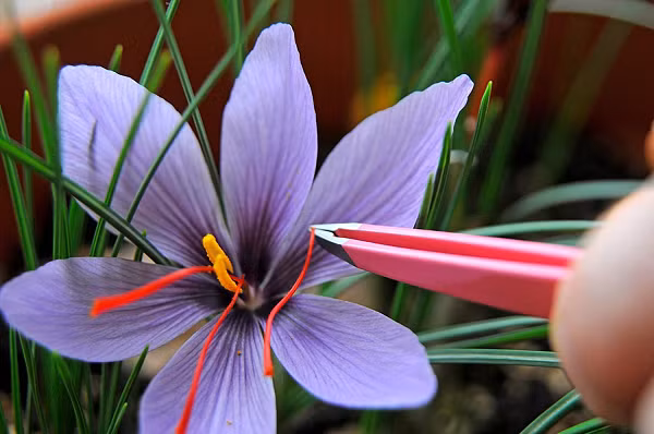 Tại Việt Nam, sau nhiều năm nghiên cứu và trồng khảo nghiệm, Sa Pa đã trồng thành công saffron với kỹ thuật điều chỉnh nhiệt độ nghiêm ngặt. Trung bình để có được 450gr saffron, người ta phải thu hoạch khoảng 75.000 - 250.000 bông hoa nghệ tây và phải thu hoạch hoàn toàn bằng tay trong buổi sáng ngay sau khi hoa nở.