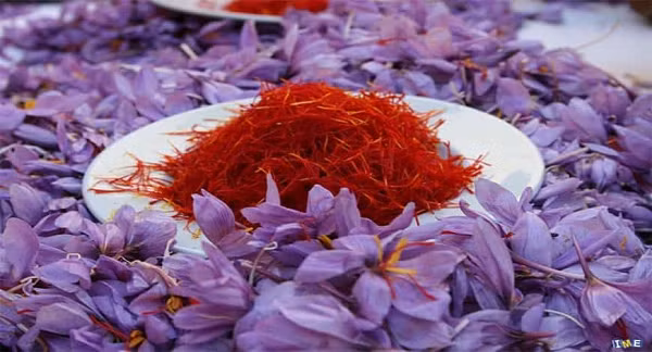 Iran hiện là quốc gia sản xuất nhiều saffron nhất thế giới với sản lượng chiếm khoảng 90% toàn cầu, tiếp đến là Ấn Độ, Tây Ban Nha, Thổ Nhĩ Kỳ, Ma Rốc…