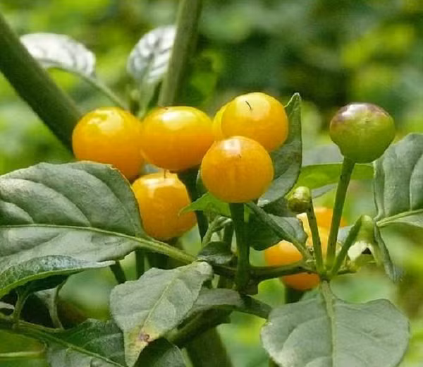 Loại ớt Aji Charapita được mệnh danh là gia vị đắt nhất thế giới và ít được trồng đại trà nên càng trở nên quý, hiếm. Nông sản này được nhiều nhà hàng cao cấp và giới nhà giàu ở một vài nơi trên thế giới săn đón.