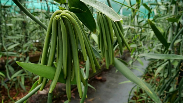 Vani (vanila) là hương liệu quen thuộc để tạo hương vị và mùi thơm cho đồ ăn. Tuy nhiên ít người biết rằng, vani tự nhiên rất hiếm và giá thành cực đắt đỏ, khoảng 15 - 20 triệu/kg.
