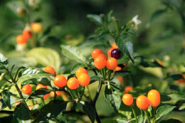 Tại một số quốc gia, giá của loại ớt này được bán cho các nhà hàng cao cấp tới 25.000 USD (khoảng 560 triệu đồng) một kg. Thậm chí, có thời điểm giá bán ớt Aji Charapita lên tới 35.000 USD (hơn 800 triệu đồng).