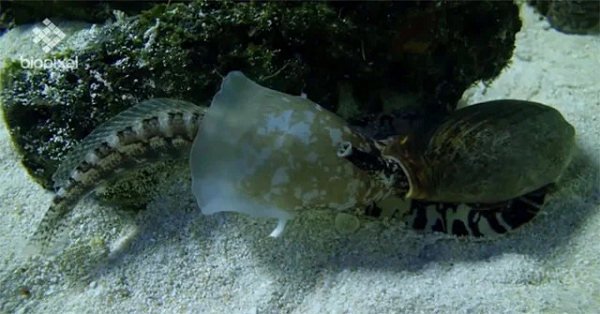 Sau khi con mồi tê liệt, ốc nón sẽ nuốt chửng nó một cách dễ dàng. Ốc nón có vũ khí siêu lợi hại chính là chiếc lao giấu sâu trong miệng chúng. Chiếc lao này có chứa ít nhất 100 loại độc tố và nguy hiểm hơn là nó có thể xuyên thủng qua găng và đồ lặn để đến da thịt nạn nhân.