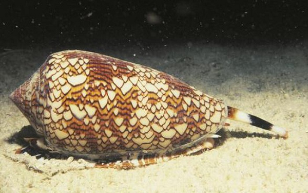 Bên cạnh đó các nhà khoa học đang nghiên cứu phát triển một loại thuốc dựa trên conotoxin có thể uống bằng đường miệng. Các loại thuốc sử dụng protein hiện nay phải được tiêm trực tiếp vào tủy sống của bệnh nhân.