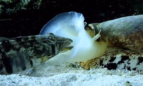 Các nhà khoa học đang cố gắng sử dụng nọc độc của ốc nón để tạo ra một loại thuốc giảm đau mới cho con người.