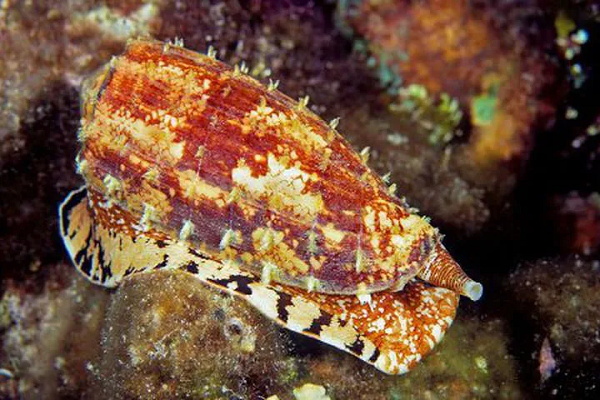 Ốc nón hoạt động về đêm còn ban ngày chúng nghỉ ngơi. Khi săn mồi, ốc nón ẩn náu thân dưới cát và chỉ giơ ống hút lên. Khi con mồi tới gần, chúng sẽ tóm chặt mục tiêu, tiêm chất độc vào cơ thể con mồi khiến con mồi tê liệt.