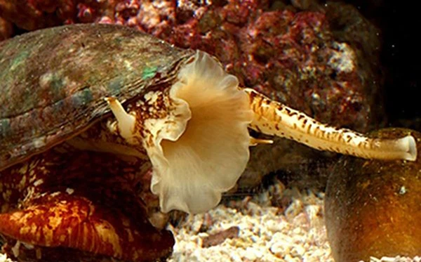 “Đây có thể là một tiền đề để phát triển một nhóm thuốc mới có thể giảm đau hiệu quả một trong những chứng đau kinh niên khó chữa nhất hiện nay”, giáo sư David Craik, thành viên nhóm nghiên cứu cho biết.