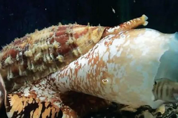 Khi bị chọc giận hoặc bị đe dọa, ốc nón tự vệ bằng cách chĩa chiếc lao chứa nọc độc vào đối thủ của mình. Ốc nón thường được tìm thấy ở các rạn san hô tại Thái Bình Dương. Tuy có độc nguy hiểm nhưng số trường hợp tử vong do loài ốc nón gây ra khá hiếm.