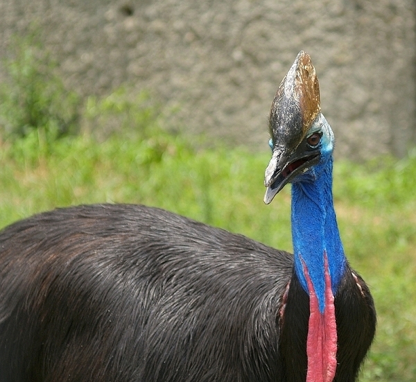 Cánh của loài chim cassowary bị thoái hóa và không có khả năng bay giống như đà điểu, bởi vậy chúng chủ yếu dựa vào đôi chân mạnh mẽ để di chuyển. Chúng có chạy về phía trước với tốc độ 30km/h, và có thể băng qua rừng với tốc độ khoảng 50km/h khi gặp nguy hiểm.