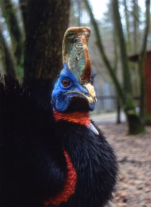 Khi bị quấy rối hoặc bị đe dọa, loài chim này sẽ nhảy lên, sử dụng sức mạnh từ đôi chân và tấn công bằng các ngón chân như một con dao găm. Khi một con đà điểu đầu mào tấn công, nó có thể đá xuyên qua một tấm thép dày vài mm.