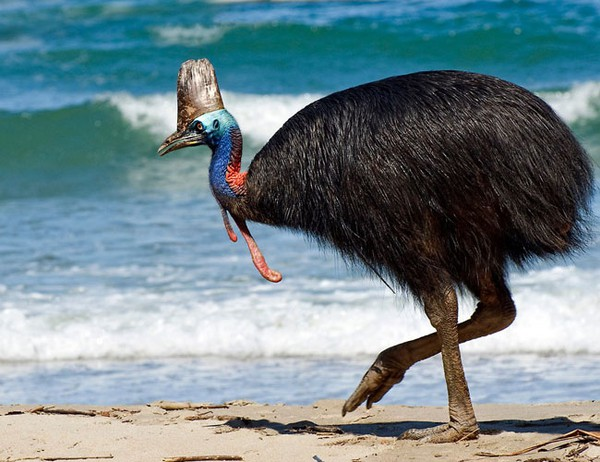 Cassowary có thân hình giống như đà điểu, nhưng nhỏ hơn, thường có chiều cao từ 1,7- 1,8 mét, thậm chí một số cá thể có thể đạt tới 2 mét. Trên đầu có một cái mào được cấu tạo từ các chất giống như sừng và rỗng ở bên trong, đây cũng có thể là phương pháp gây sự chú ý cho bạn tình khi đến mùa giao phối.