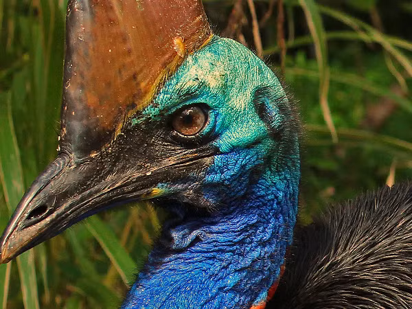 Một trong những đặc biệt nổi bật tạo nên sự nguy hiểm của con vật là bàn chân của nó. Trên ngón út của đà điểu Cassowary có một chiếc móng dài 12cm và sắc như dao.