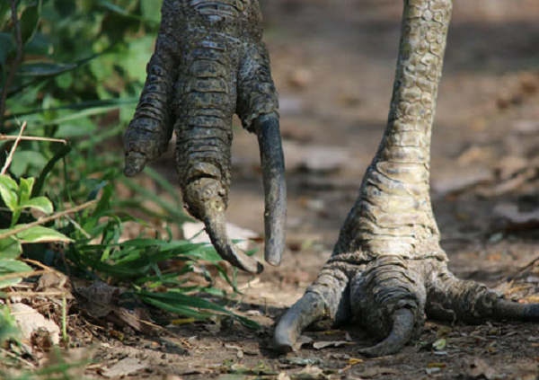 Cassowary còn là bậc thầy về nhảy cao và bơi lội, một con cassowary trưởng thành có thể nhảy cao hơn 2 mét. Bên cạnh đó chúng còn sở hữu kỹ năng "quét chân" vô cùng mạnh mẽ.