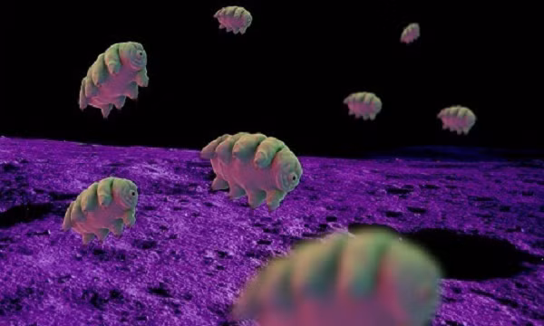 Một số loài có khả năng chống chịu tia cực tím, nhưng gấu nước là loài duy nhất tiết ra huỳnh quang như một cơ chế để chống lại bức xạ UV gây chết người