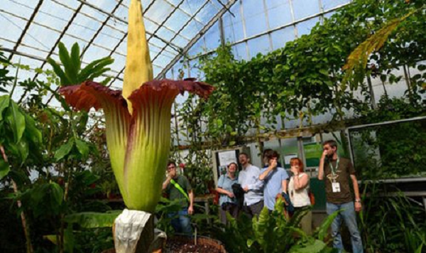 Côn trùng nghĩ rằng hoa có thể là miếng mồi của chúng, bay vào bên trong và sau khi nhận ra không có gì để ăn thì chúng bay đi mang theo phấn hoa.