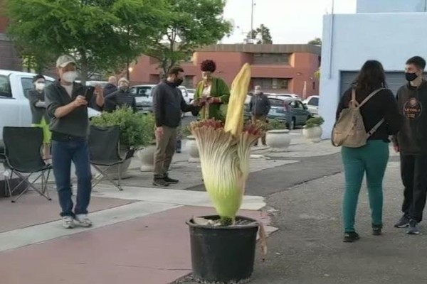 Gần đây, hàng nghìn người đã tụ tập trước một trạm xăng bỏ hoang ở Alameda, California, Mỹ để được tận mắt chứng kiến hoa xác thối nở vô cùng hiếm hoi.